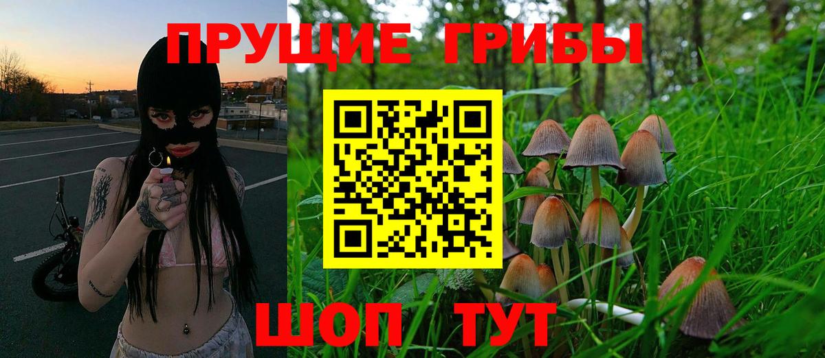 Псилоцибиновые грибы Psilocybine cubensis  Вход с VPN  Псилоцибиновые грибы прущие грибы  Междуреченск 
