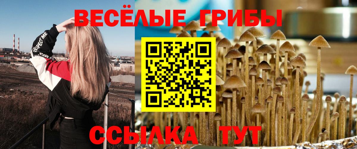 Псилоцибиновые грибы Psilocybe Междуреченск